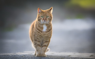 Cat road blurry background green - and a blurry background free wallpaper