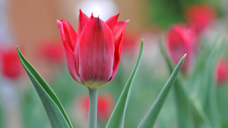 Red flower green stems field - green stem free wallpaper