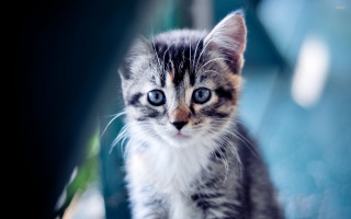 Kitten blue eyes sitting table - a small kitten free wallpaper