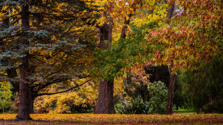 Park bench autumn leaves nature - australian tonalism free wallpaper