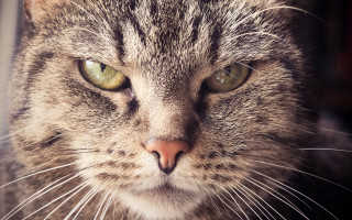 Cat green eyes whiskers closeup - a close up of a cat free wallpaper