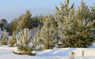Snowy forest bush mountain lake - a group of trees free wallpaper