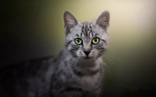 Black cat green eyes portrait 5 - a blurry background behind free wallpaper for desktop