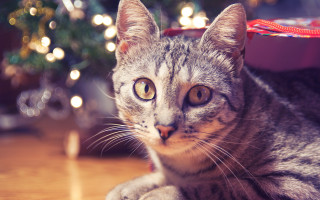 Cat christmas tree bokeh lights - near free wallpaper