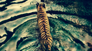Tiger swimming water ripple photorealistic - a tiger free wallpaper