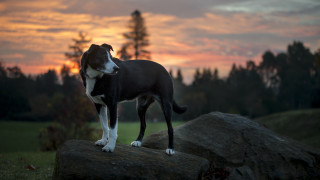 Dog rock field sunset clouds - ada hill walker free wallpaper for desktop