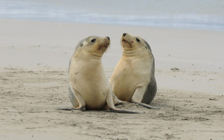 Sea lions beach ocean sky - the ocean free wallpaper for desktop