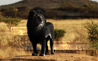 Black lion dirt road grass 2 - holography free wallpaper