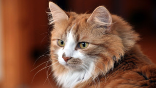 Cat green eyes looking camera 2 - carlos catasse free wallpaper for desktop