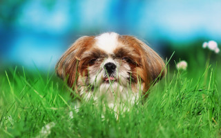 Small dog in grass blurry - a small dog free wallpaper