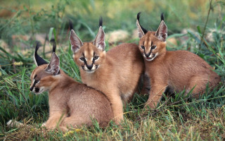 Caramel kittens grass nature blurry - looking free wallpaper