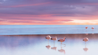 Flamingos beach ocean sunset surrealist - a surrealist painting free wallpaper