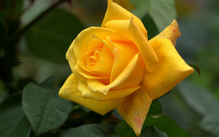 Yellow rose green leaves blurry - a yellow rose free wallpaper