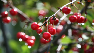 Berries water droplets green leaves - a bunch of berries free wallpaper