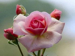 Pink rose green stem white - rose free wallpaper