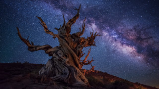 Tree stump star filled sky - sky in the background free wallpaper