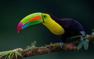 Colorful bird branch mossy leaves - mossy free wallpaper