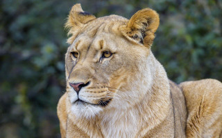 Lion closeup camera blurry background - carlos catasse free wallpaper for desktop