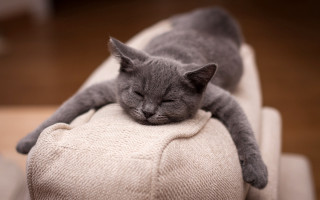 Cat sleeping couch blurry photorealistic - the pillow free wallpaper