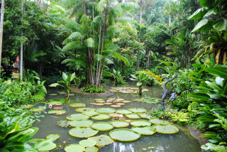 Tropical pond lily pads waterfall - tropical free wallpaper