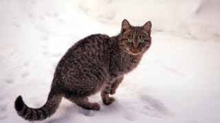 Cat snow sad green eyes - the snow free wallpaper for desktop
