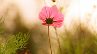 Pink flower field blurry nature - a pink flower free wallpaper