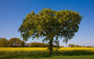 Large tree yellow flowers blue - yellow flower and trees free wallpaper
