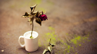 Dead rose white cup decay - elsa bleda free wallpaper
