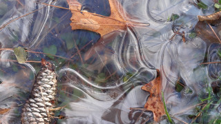 Leaf floating water ecological art - andy goldsworthy free wallpaper