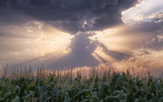 Corn field sunlight crepuscular rays - the cloud above free wallpaper