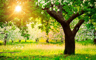 Tree sunshine field flowers bench - a bench in the foreground free wallpaper