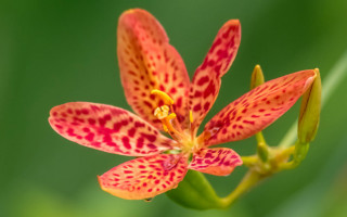 Red yellow flower green background 2 - derek chittock free wallpaper