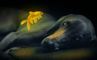 Dog couch goldfish glowing fish - a goldfish free wallpaper
