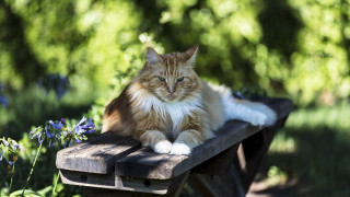 Cat garden flowers bench nature - flower and trees free wallpaper
