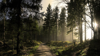 Dirt path forest sunlight fog - free forest wallpaper