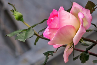 Pink rose green leaves garden - a pink rose free wallpaper