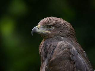 Bird prey closeup openmouth teeth - a blurry background of trees and bushes free wallpaper