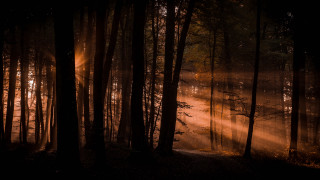 Forest sunbeam trees cityscape light - forest free wallpaper