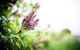 Purple flower tree branch sunlight 2 - a purple flower free wallpaper