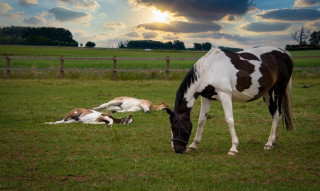 Horse foal grazing fence sunset - dirck de bray free wallpaper