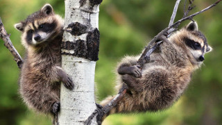 Raccoons climbing tree forest ecological - the branch free wallpaper