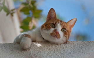 Cat white surface tree branch 2 - top free wallpaper for desktop