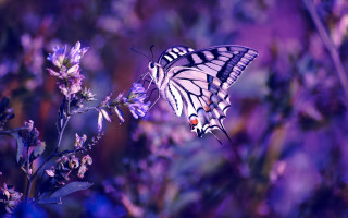 Butterfly wisteria purple field blur - bernd fasching free wallpaper
