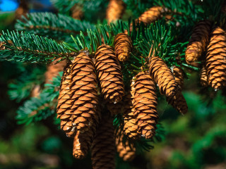 Pine cone green needles blue - a blue sky in the background free wallpaper for desktop