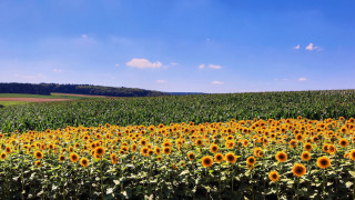 Sunflower field blue sky clouds 9 - a large field free wallpaper