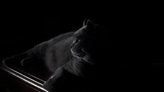 Cat table dark chiaroscuro gothic - a table in the dark free wallpaper