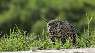 Leopard forest dandelion camouflage nature - a leopard free wallpaper