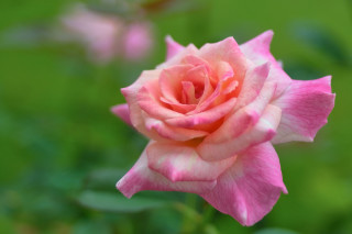 Pink rose bokeh garden macro - the background free wallpaper