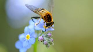 Bee flower blue background macro - a bee free wallpaper