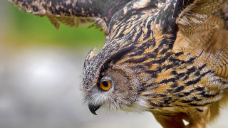 Bird prey wings spread eyes - prey free wallpaper